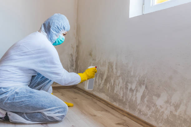 Licensed Basement Mold Remediation service in Palmyra, NJ - Car Mold Remediation