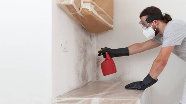 Professional Basement Mold Remediation technician working in Palmyra, NJ