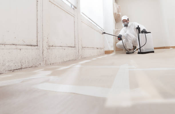 24/7 Emergency Basement Mold Remediation experts in Palmyra, NJ