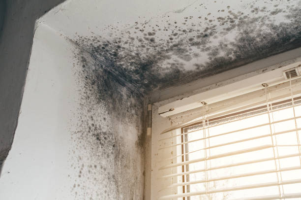 Affordable Basement Mold Remediation solutions in Palmyra, NJ